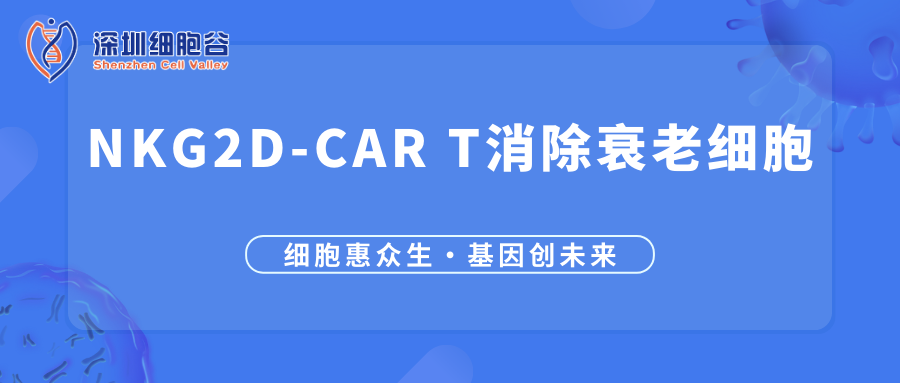 NKG2D-CAR T細胞抗衰老研究
